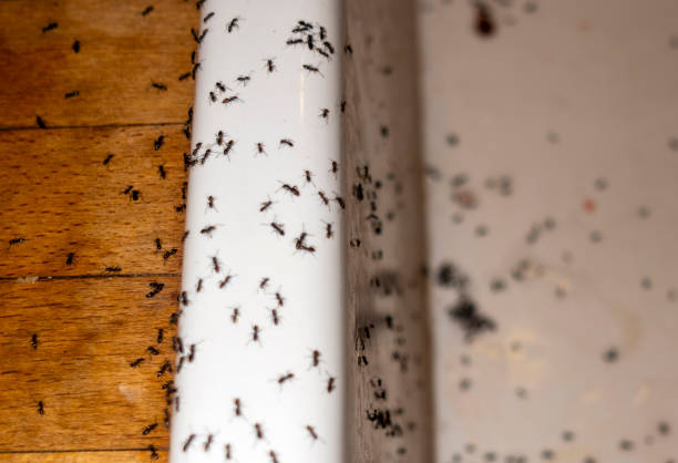 Best Mosquito Control Services  in Schertz, TX