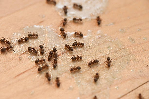 Best Local Pest Control Services  in Schertz, TX