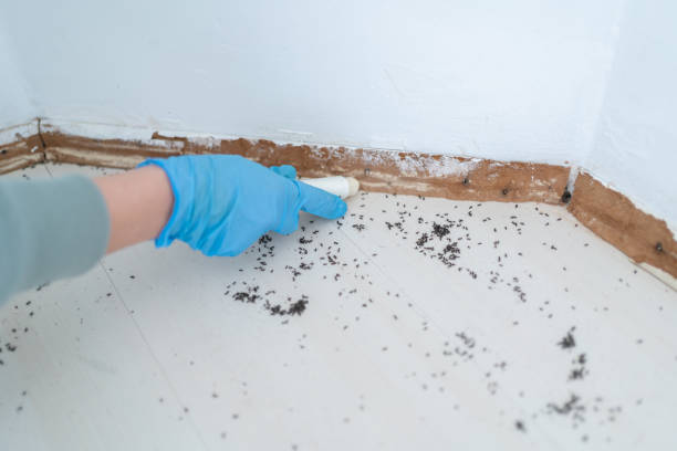 Best Wasp Removal Services  in Schertz, TX